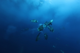 Bumphead Parrot Spawning