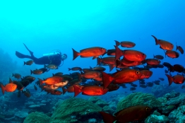 Scuba Diving Palau, underwater