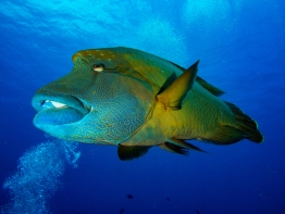 Curious Napoleon wrasse