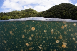 Millions of jellyfish (Mastigias papua etpisoni) swim in a lake