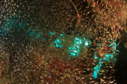 Thousands of Glass Fish on a wreck in Palau