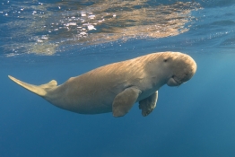 Calm dugong near the ocean surface.