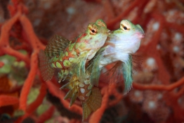Rare red Mandarin fish couple