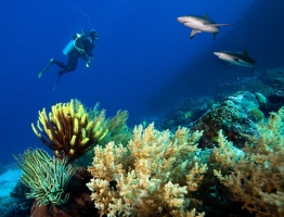 A diver explores a reef in Palau