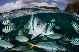 Damselfish and fusiliers swim in shallow water in Palau's lagoon.