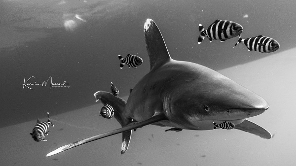Red Sea Liveaboard Diving | Explorer Ventures Fleet® Red Sea-Big-Brother