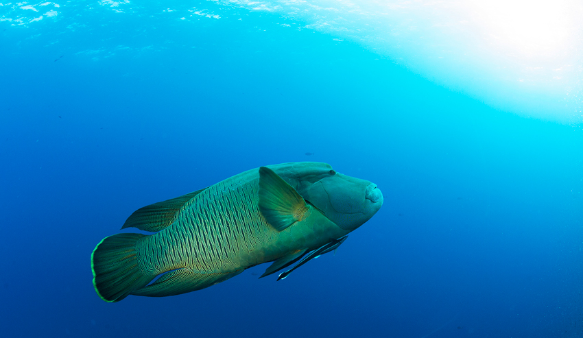 Red Sea Liveaboard Diving | Explorer Ventures Fleet® RedSea_UW1