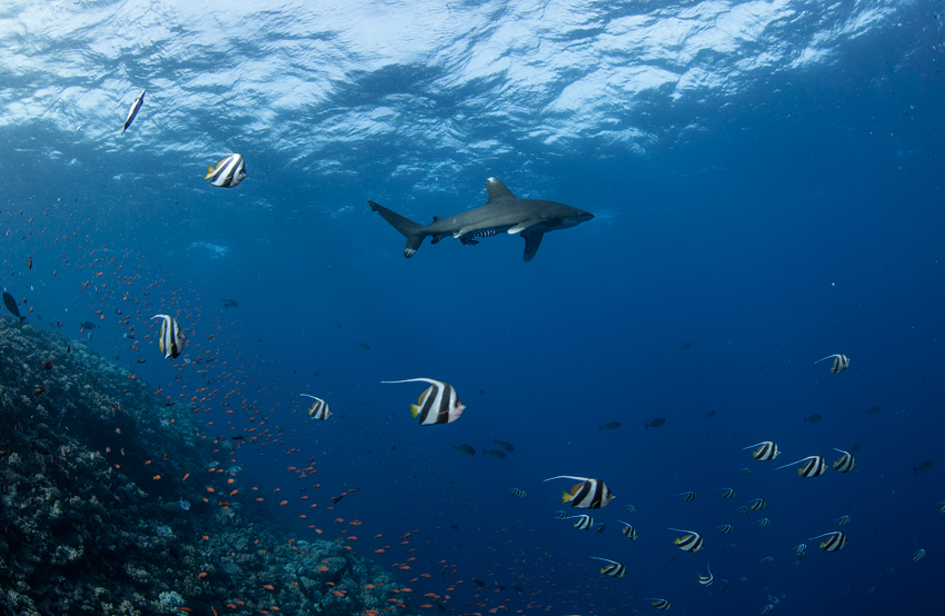 Red Sea Liveaboard Diving | Explorer Ventures Fleet® RedSea_UW10