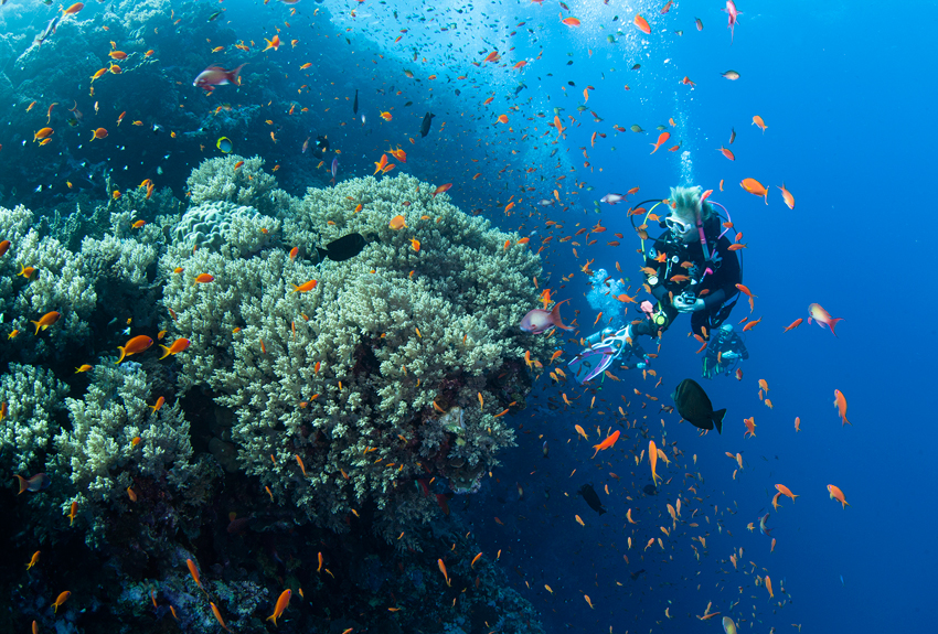 Red Sea Liveaboard Diving | Explorer Ventures Fleet® RedSea_UW11