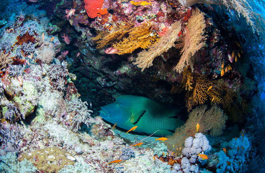Red Sea Liveaboard Diving | Explorer Ventures Fleet® RedSea_UW12