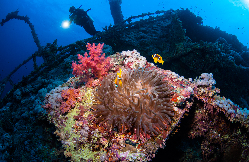 Red Sea Liveaboard Diving | Explorer Ventures Fleet® RedSea_UW14
