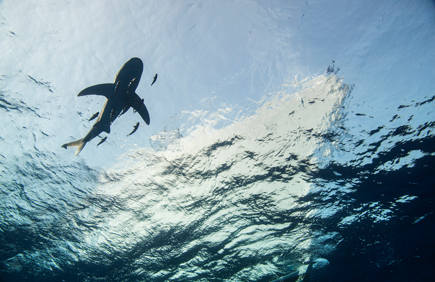 Red Sea Liveaboard Diving | Explorer Ventures Fleet® RedSea_UW15