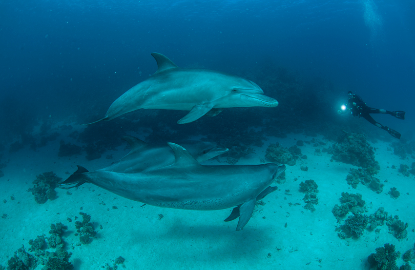 Red Sea Liveaboard Diving | Explorer Ventures Fleet® RedSea_UW16