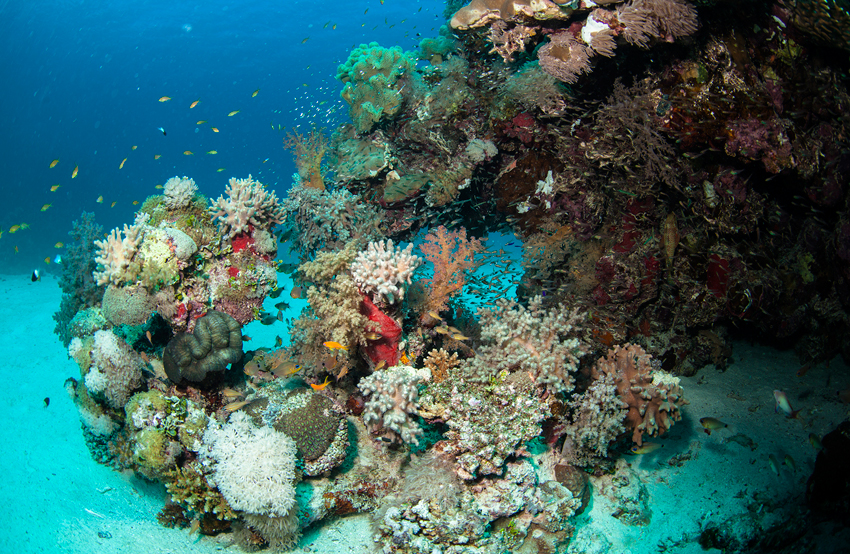 Red Sea Liveaboard Diving | Explorer Ventures Fleet® RedSea_UW17