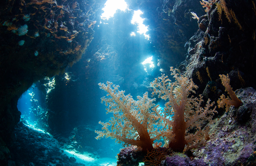 Red Sea Liveaboard Diving | Explorer Ventures Fleet® RedSea_UW18