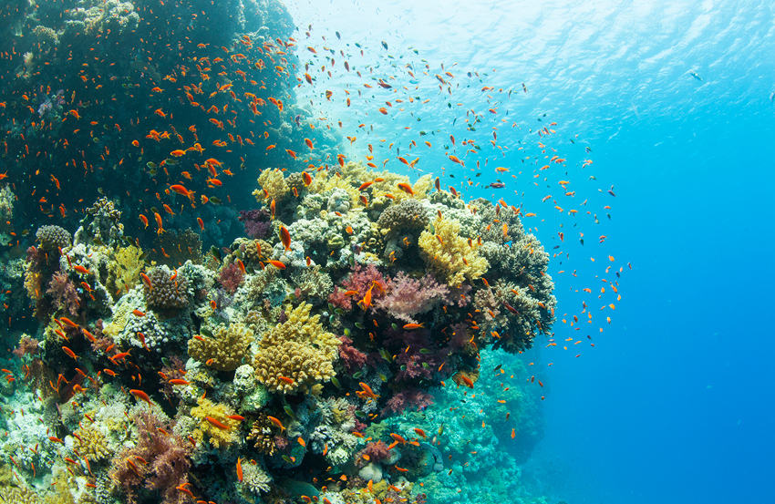 Red Sea Liveaboard Diving | Explorer Ventures Fleet® RedSea_UW19
