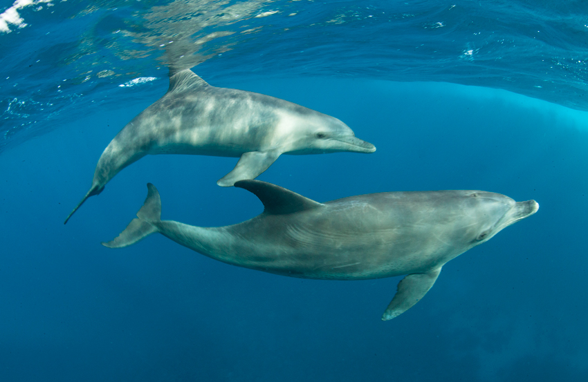 Red Sea Liveaboard Diving | Explorer Ventures Fleet® RedSea_UW2