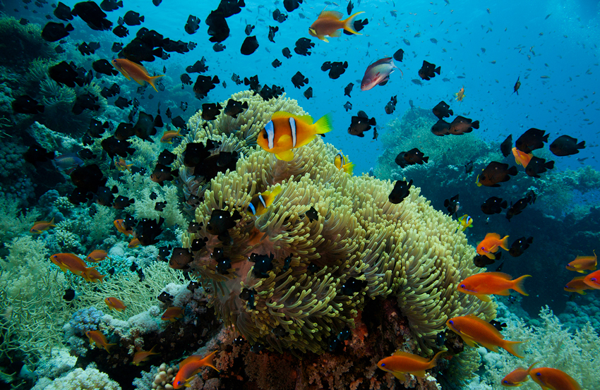 Red Sea Liveaboard Diving | Explorer Ventures Fleet® RedSea_UW20