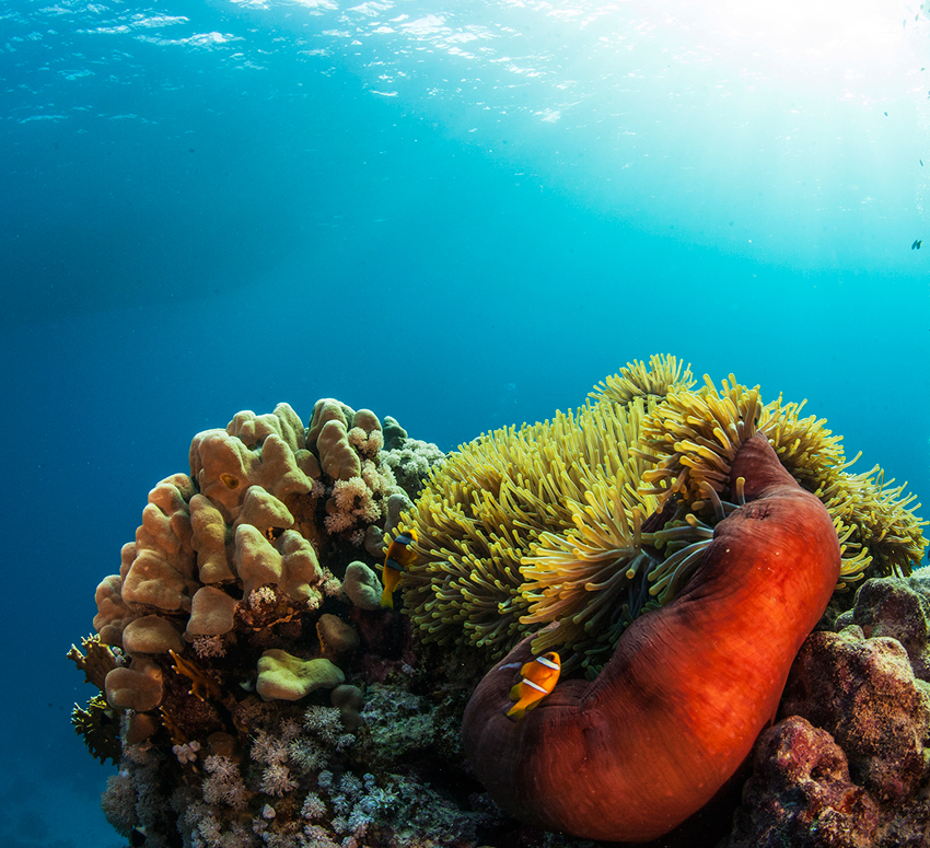 Red Sea Liveaboard Diving | Explorer Ventures Fleet® RedSea_UW5