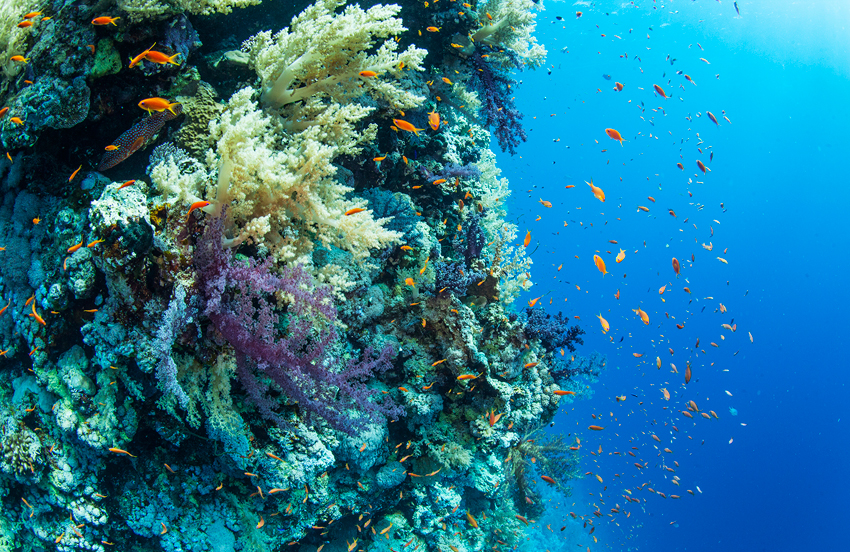 Red Sea Liveaboard Diving | Explorer Ventures Fleet® RedSea_UW7