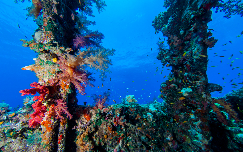 Red Sea Liveaboard Diving | Explorer Ventures Fleet® RedSea_UW_Carnatic