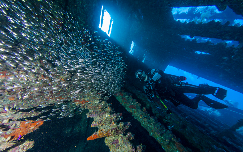 Red Sea Liveaboard Diving | Explorer Ventures Fleet® RedSea_UW_Carnatic1