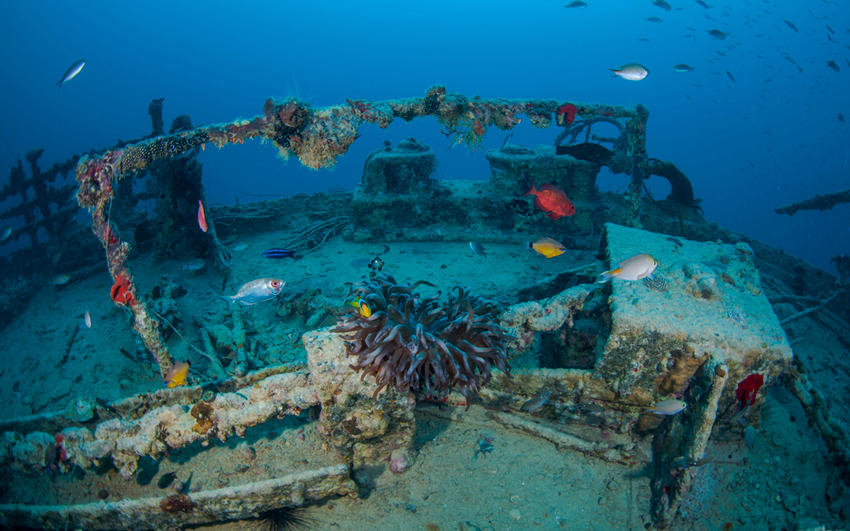 Red Sea Liveaboard Diving | Explorer Ventures Fleet® RedSea_UW_RosalieMoller