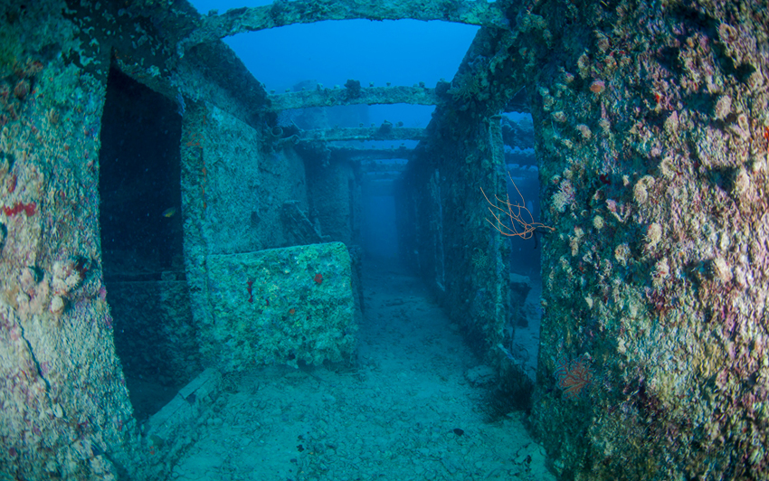 Red Sea Liveaboard Diving | Explorer Ventures Fleet® RedSea_UW_RosalieMoller3