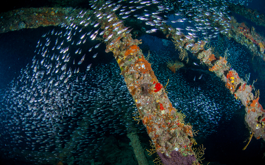 Red Sea Liveaboard Diving | Explorer Ventures Fleet® RedSea_UW_Ulysses