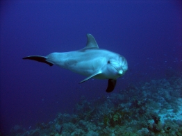 Red Sea-Dolphin solo