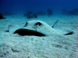 Red Sea-Stingray