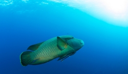 RedSea_UW1