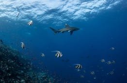 RedSea_UW10