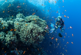 RedSea_UW11