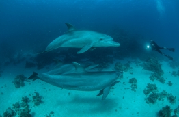 RedSea_UW16
