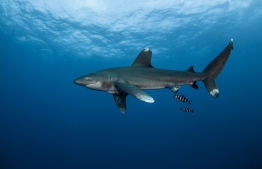 RedSea_UW21