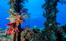 RedSea_UW_Carnatic