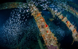 RedSea_UW_Ulysses