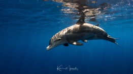 Red Sea-dolphins