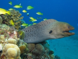 Red Sea-Moray