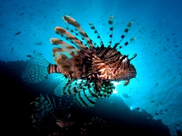 Red Sea-Lion Fish