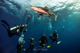 small-brothers-sea-serpent