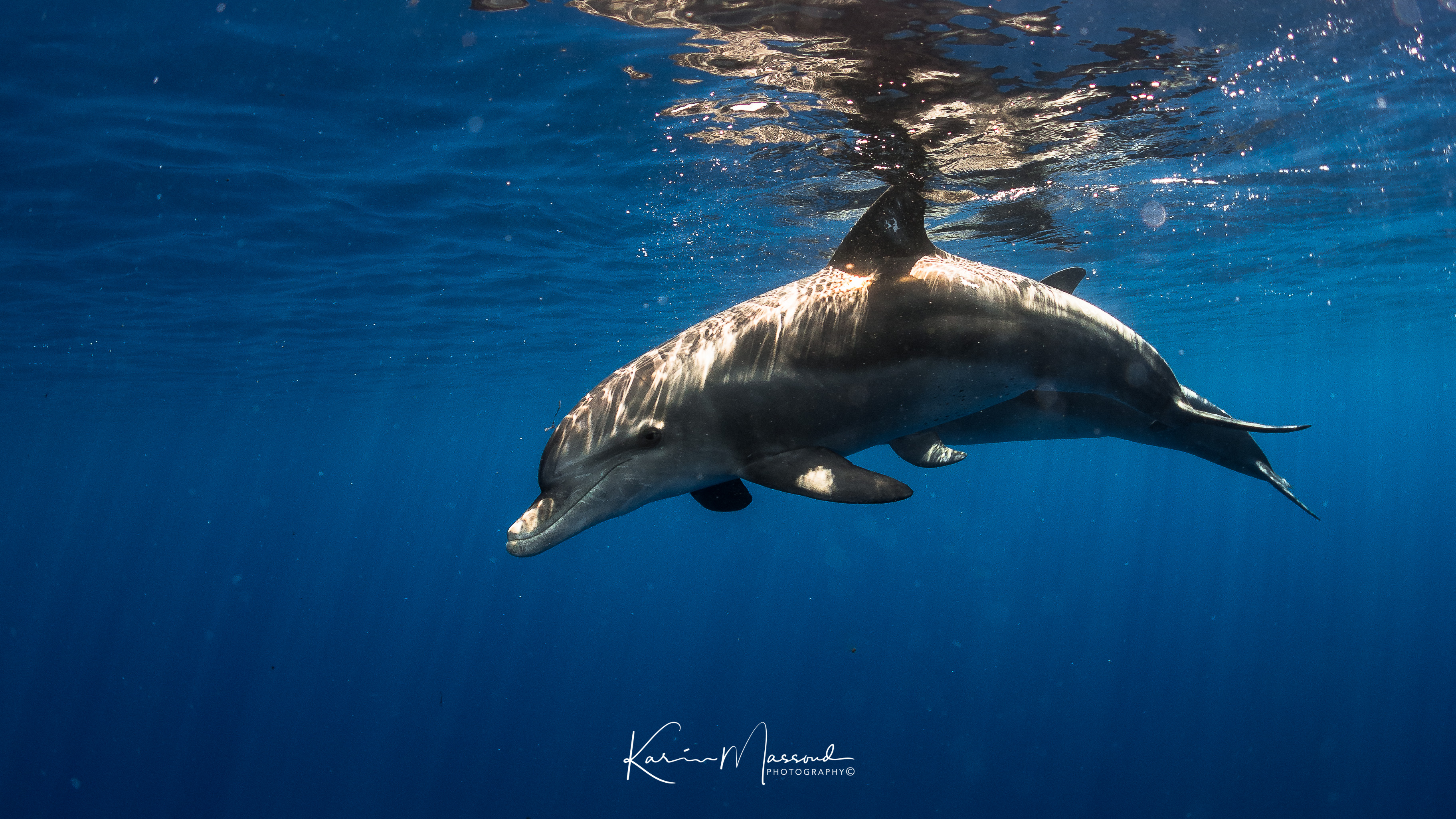 Red Sea Liveaboard Diving | Explorer Ventures Fleet® Red Sea-dolphins
