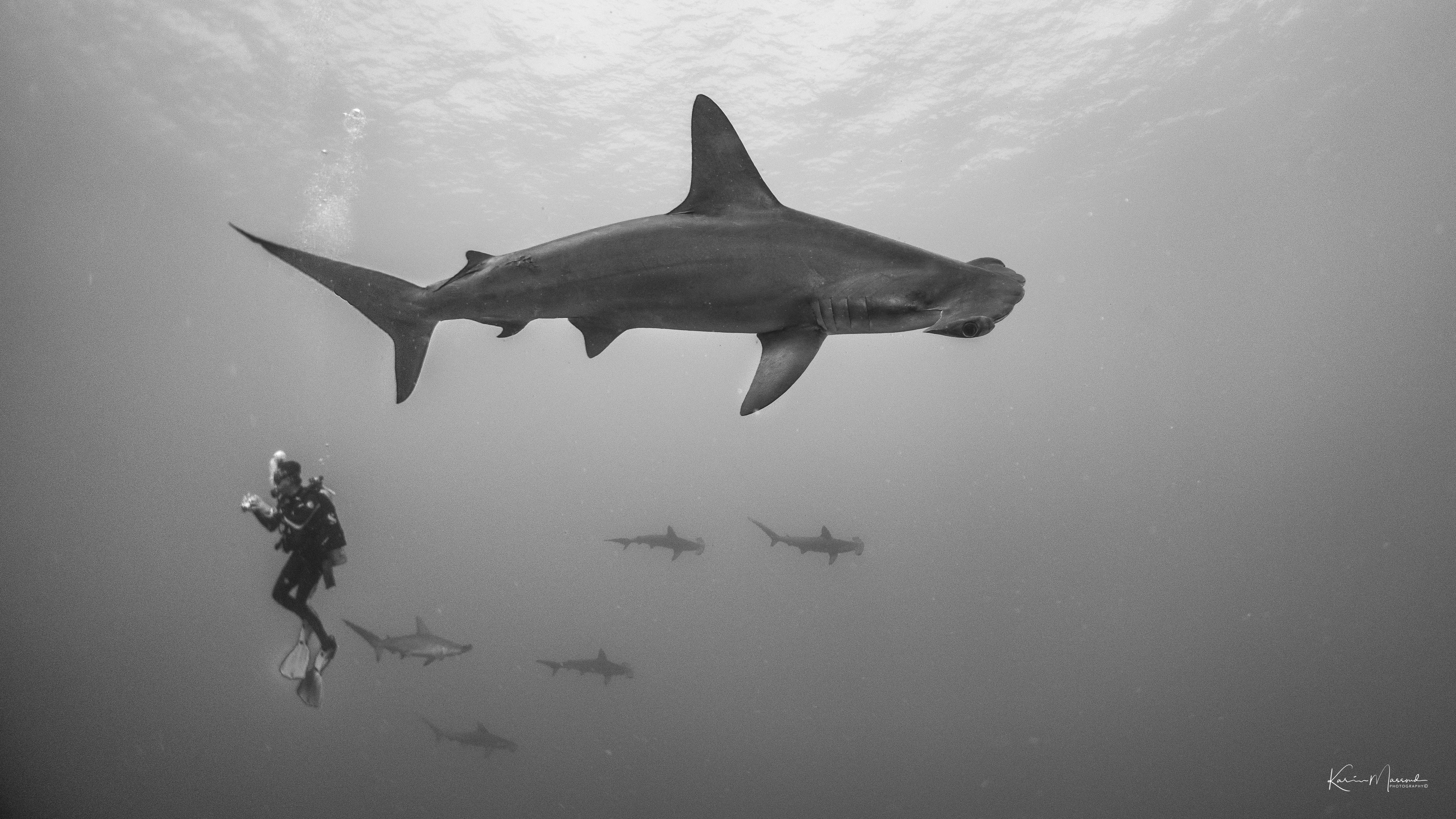 Red Sea Liveaboard Diving | Explorer Ventures Fleet® Red Sea-elphinstone-reef