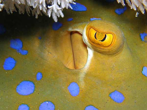 Red Sea Liveaboard Diving | Explorer Ventures Fleet® Red Sea-Blue-Spotted-stingray
