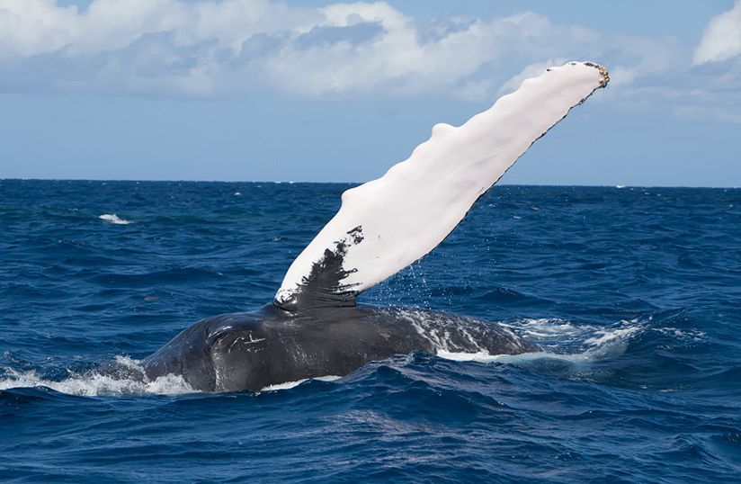 Silver Bank - Humpback Whale Expeditions | Explorer Ventures Fleet® silver_bank_001