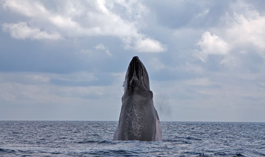 Silver Bank - Humpback Whale Expeditions | Explorer Ventures Fleet® silver_bank_002