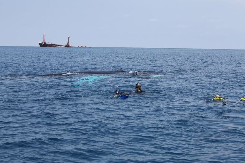 Silver Bank - Humpback Whale Expeditions | Explorer Ventures Fleet® silver_bank_003