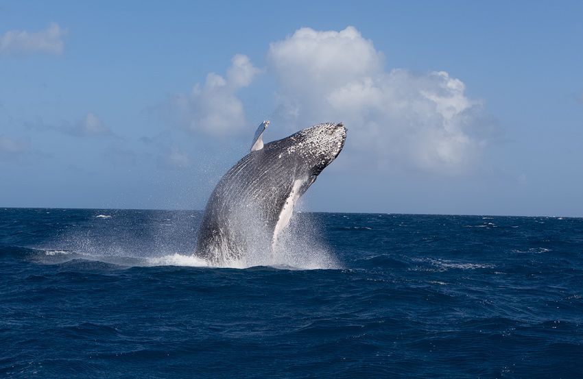 Silver Bank - Humpback Whale Expeditions | Explorer Ventures Fleet® silver_bank_004
