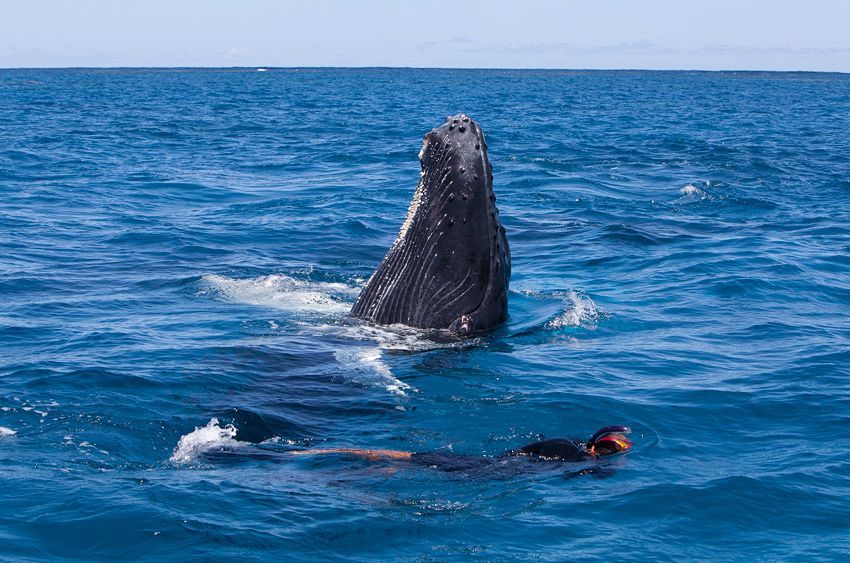 Silver Bank - Humpback Whale Expeditions | Explorer Ventures Fleet® silver_bank_005